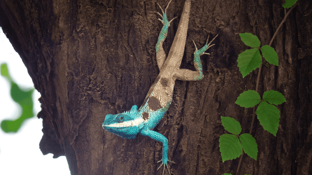 https://drive.gurucool.life/blogsImage/Lizard.png
